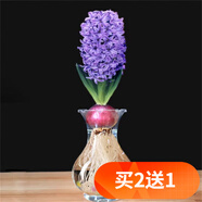 歐悟碗蓮種子室內盆栽水培植物水養荷花綠植花卉風(fēng)信子水仙花種球睡蓮 藍色風(fēng)信子種球1顆+盆+營(yíng)養液