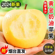 山東黃金奶油富士2024蘋果正宗煙臺奶油蘋果冰糖心應(yīng)當(dāng)季鮮果整箱 凈重4.5斤中果（75-80mm）