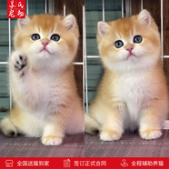 涴喵蘇氏 英國(guó)短毛貓幼貓金漸層寵物貓咪活體家養(yǎng)伴侶寵物貓 寵物級(jí) 【金漸層】