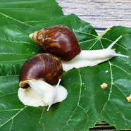 寵以沫寵物白玉蝸?；铙w巨型大蝸牛寵物觀(guān)賞學(xué)生科學(xué)實(shí)驗教學(xué)小蝸牛套裝 白玉蝸牛2只+輸運盒 蝸牛4-6CM