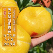 四萬(wàn)公里桃樹(shù)苗 風(fēng)味皇后大黃金油蟠桃 果樹(shù)樹(shù)苗 盆栽地栽源頭直發(fā)