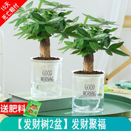 綠有意綠植盆栽多肉花卉盆栽植物室內(nèi)桌面水培綠植辦公室客廳植物懶人 2盆發(fā)財樹（招財聚福）