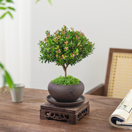 八芽 小葉赤楠盆景擺件室內(nèi)綠植花卉盆栽老樁客廳辦公室桌面好養(yǎng)植物 （舍得盆赤楠+鋪面+托盤+方托）