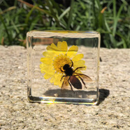 真昆蟲樹脂標(biāo)本幼兒園兒童教學(xué)玩具植物桌面擺件蝎子蜘蛛甲蟲蝴蝶 蜜蜂與花 3.8X3.8X1.8cm