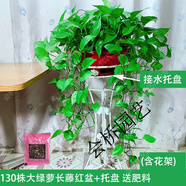 桐汝壁綠蘿盆栽室內大葉綠蘿長(cháng)藤大盆室內盆栽植物客廳辦公室綠植 130株大綠蘿長(cháng)藤紅盆+單層花架