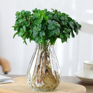 薄荷盆栽可食用夏季驅(qū)蚊蟲(chóng)綠植室內(nèi)客廳陽(yáng)臺(tái)驅(qū)蚊草水培植物花卉 薄荷+水培鉆石玻璃瓶