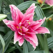 香水百合種球四季花卉好養(yǎng)易活盆栽室內(nèi)花植物種球濃香百合花種球 C多頭重瓣3 百合種球一顆
