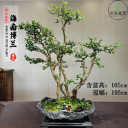 卓美御庭小葉榆樹(shù)盆栽綠植擺件雀梅梔子花室內外客廳高端造型盆景中秋禮物 海南博蘭03號
