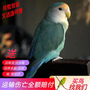 萬寵匯 鳥活體虎皮鸚鵡籠養(yǎng)牡丹玄風(fēng)活鳥學(xué)說話手養(yǎng)小太陽鸚鵡和尚鸚鵡 藍(lán)銀牡丹鸚鵡1只