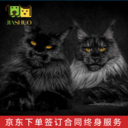 佳朔 純血統(tǒng)大體緬因貓活體幼貓寵物貓大型緬因庫恩貓溫順家養(yǎng)寵物貓 賽級 【精品緬因貓】