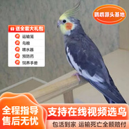 若宸智慧農(nóng)業(yè)鸚鵡活體養(yǎng)殖基地直發(fā)健康活潑可愛 原始灰玄鳳1只