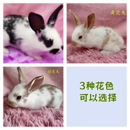 散養(yǎng)新西蘭白兔肉兔苗比利時肉兔小兔苗種兔苗種公兔種母兔可繁殖公母可選可食用健康包活包郵 花兔苗（隨機顏色一只） 1公4母/2公3母（5只）