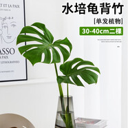種花迷龜背竹水培植物盆栽大號(hào)老樁室內(nèi)客廳天堂鳥(niǎo)花瓶耐陰常青好養(yǎng)綠植 龜背竹30~40cm二棵【送營(yíng)養(yǎng)液】