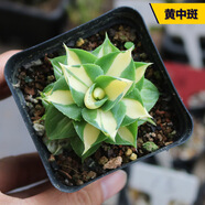 品花使花田舍 蘆薈大戟科塊根多肉植物合集 稀缺冷門硬葉十二卷怒濤龍爪 金色 黃中斑4cm 裸根不帶土