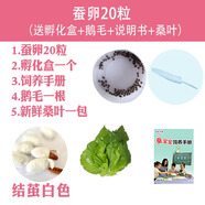 沃繡 蠶寶寶當天發(fā)貨 蠶寶寶活體蠶卵小蠶彩色蠶桑葉新鮮桑葉養(yǎng)蠶套裝 蠶卵20粒+桑葉+毛書盒套裝