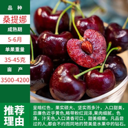 言清【買2送1】嫁接車厘子樹苗櫻桃樹苗南北方庭院陽臺盆栽地栽果樹苗 桑提娜車厘子 六年苗粗度2公分