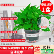 綠有意綠蘿盆栽除甲醛室內(nèi)好養(yǎng)花卉植物綠蘿批發(fā)辦公室新房裝修凈化空氣 【新品】180加水口綠加侖吸水2盆 帶盆帶土發(fā)貨