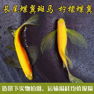 卡奇魚 斑馬魚 淡水魚 觀賞魚 小型觀賞魚 熱帶魚 蝶翼斑馬熒光好養(yǎng)易活 檸檬蝶翼斑馬2條（3-4cm）
