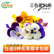 妙普樂(lè )新東方廚師五星級擺盤(pán)裝飾花草西餐新鮮食用花烘培飲品調酒薄荷葉 三色堇 50朵