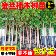 小葉金絲楠木樹苗大樹正宗名貴樹苗地栽盆栽南北方種庭院綠化苗木 高度131-150cm【帶土帶葉】