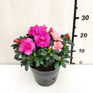 紫色杜鵑花盆栽花卉名貴福建基地雙色粉色帶花苞客廳陽(yáng)臺綠植熱賣(mài) 雙色多棵組盆苗 冠幅約25公分 當年開(kāi)花 不含盆