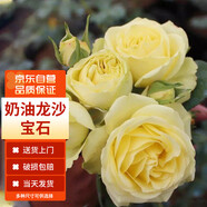 墨一灌木月季花苗特大花盆栽薔薇四季開花 奶油龍沙寶石40cm 源頭直發(fā)