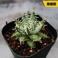 品花使花田舍 蘆薈大戟科塊根多肉植物合集 稀缺冷門(mén)硬葉十二卷怒濤龍爪 超大黑魔殿8-10cm 裸根不帶土