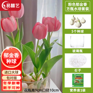 易囍藝 郁金香種球水培盆栽花卉土培室內(nèi)花綠植盆栽水養(yǎng)植物花卉進(jìn)口大 粉色郁金香5球+玻璃瓶+石子+營養(yǎng)液