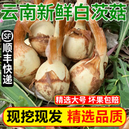 良知農(nóng)哥 【順豐可選】 云南新鮮大號(hào)白茨菇 茨菰慈姑 慈菇 慈菰 健康輕食 5斤大號(hào)丨順豐冷鏈