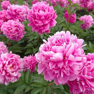 萌妹重瓣芍藥花苗帶芽種根四季花卉陽臺盆栽庭院地栽易活觀賞花卉植物 28嬌蘭【重瓣芍藥根塊1個】