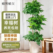 植男植女幸福樹造型綠寶盆栽真綠植客廳室內(nèi)大型綠植辦公喬遷新居源頭直發(fā)