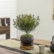 八芽 小葉赤楠盆景擺件室內(nèi)綠植花卉盆栽老樁客廳辦公室桌面好養(yǎng)植物 （舍得盆赤楠+鋪面+托盤+圓托）