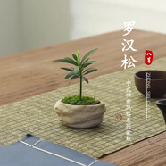 八芽海島羅漢松指尖微型盆栽桌面小綠植迷你拇指好養(yǎng)植物源頭直發(fā)包郵 凌云羅漢松 陶瓷盆-帶盆栽好