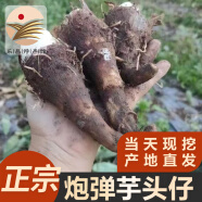 绿乐源高山 乐昌炮弹芋头仔 香芋仔 广东韶关 张溪村 槟榔芋 新果现挖现发 净重3斤装-芋头仔【品质严选】