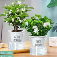 愛你一萬年梔子花盆栽花卉植物室內綠植四季好養(yǎng)茉莉花源頭直發(fā)驅蚊組合包郵 梔子花+茉莉花早安吸水盆