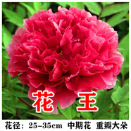 綠達牡丹花苗盆栽大苗洛陽正宗帶花苞牡丹花種四季重瓣花卉牡丹花樹苗 牡丹苗花王（2-3枝條）+肥料