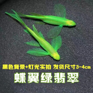 卡奇魚(yú) 斑馬魚(yú) 淡水魚(yú) 觀賞魚(yú) 小型觀賞魚(yú) 熱帶魚(yú) 蝶翼斑馬熒光好養(yǎng)易活 翡翠綠蝶翼斑馬2條（2-3cm）