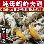 頤鄉(xiāng)情【順豐速發(fā)】新鮮螞蚱冷鮮生鮮活體速凍母螞蚱帶籽去翅膀蝗蟲食用 純母凈重5斤【飽滿帶籽】去翅