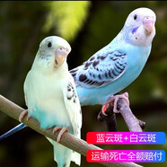 豪蚨虎皮鸚鵡說(shuō)話(huà)小鳥(niǎo)活物觀(guān)賞鳥(niǎo)寵物牡丹小太陽(yáng)親人玄風(fēng)鸚鵡豪蚨 白云班+藍云班一對（一公一母）