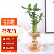 墨一室內(nèi)水培荷花竹火山瓶盆景植物室內(nèi)擺件 荷花竹火山瓶 源頭直發(fā)