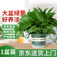 雙盟綠蘿盆栽除甲醛花卉綠植辦公室新房?jì)艋諝?80加侖1盆裝源頭直發(fā)
