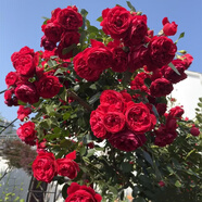 飛沭月季花苗爬藤薔薇月季花樹陽臺盆栽花卉庭院爬墻植物四季開花 佛羅倫蒂娜 老樁母本苗【別墅推薦】