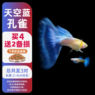 森悠（SARYOR）孔雀魚純種觀賞魚小型淡水好養(yǎng)熱帶魚活體斑馬金魚鳳尾魚繁殖 天空藍2對+1對防損【3公3母】