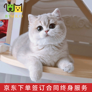 佳朔金漸層活體寵物貓咪幼貓純種英短全程輔助養(yǎng)貓簽訂合同雙重保障 寵物級(jí) 英短藍(lán)金