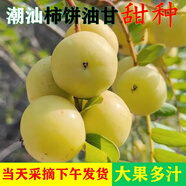 新鮮油甘果【順豐可選】青余甘果油柑果滇橄欖果牛甘酸水果余甘子 甜種油甘1斤