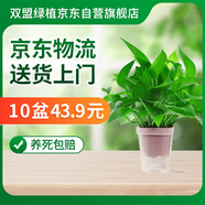 雙盟綠蘿盆栽除甲醛花卉綠植辦公室新房?jī)艋諝?10方白10盆源頭直發(fā)