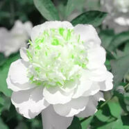綠達(dá)牡丹花苗盆栽大苗洛陽正宗帶花苞牡丹花種四季重瓣花卉牡丹花樹苗 牡丹苗玉樓點(diǎn)翠（3-6枝條）+肥料