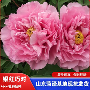 牡丹花苗盆栽正宗菏澤帶花苞牡丹花種大苗纏枝重瓣花卉牡丹花樹苗 40銀紅巧對【菏澤發(fā) 帶芽包活 】