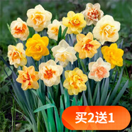 歐悟碗蓮種子室內(nèi)盆栽水培植物水養(yǎng)荷花綠植花卉風(fēng)信子水仙花種球睡蓮 單瓣水仙種球4顆+盆+營(yíng)養(yǎng)液