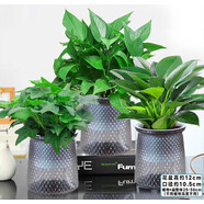 綠有意綠蘿水培綠植物盆栽室內(nèi)發(fā)財(cái)樹富貴竹文綠籮薄荷多肉花卉四季好養(yǎng) 綠蘿+常春藤+金鉆【繁星盆】 含盆